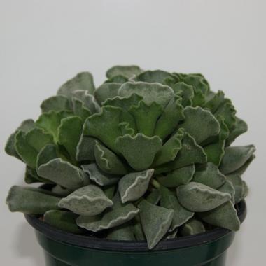 Adromischus cristatus
